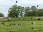 FZ015623 Red kites (Milvus milvus) and Carrion Crows (Corvus corone) feeding.jpg